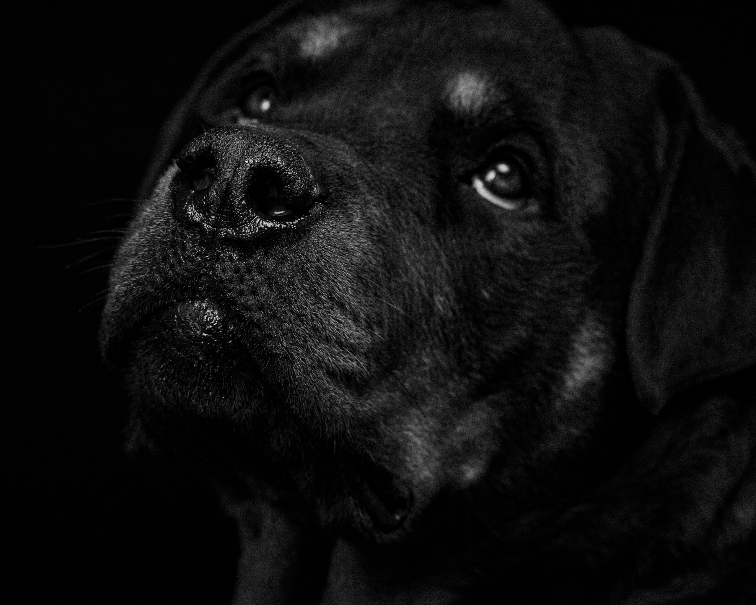 Why Rottweilers Make Great Family Pets