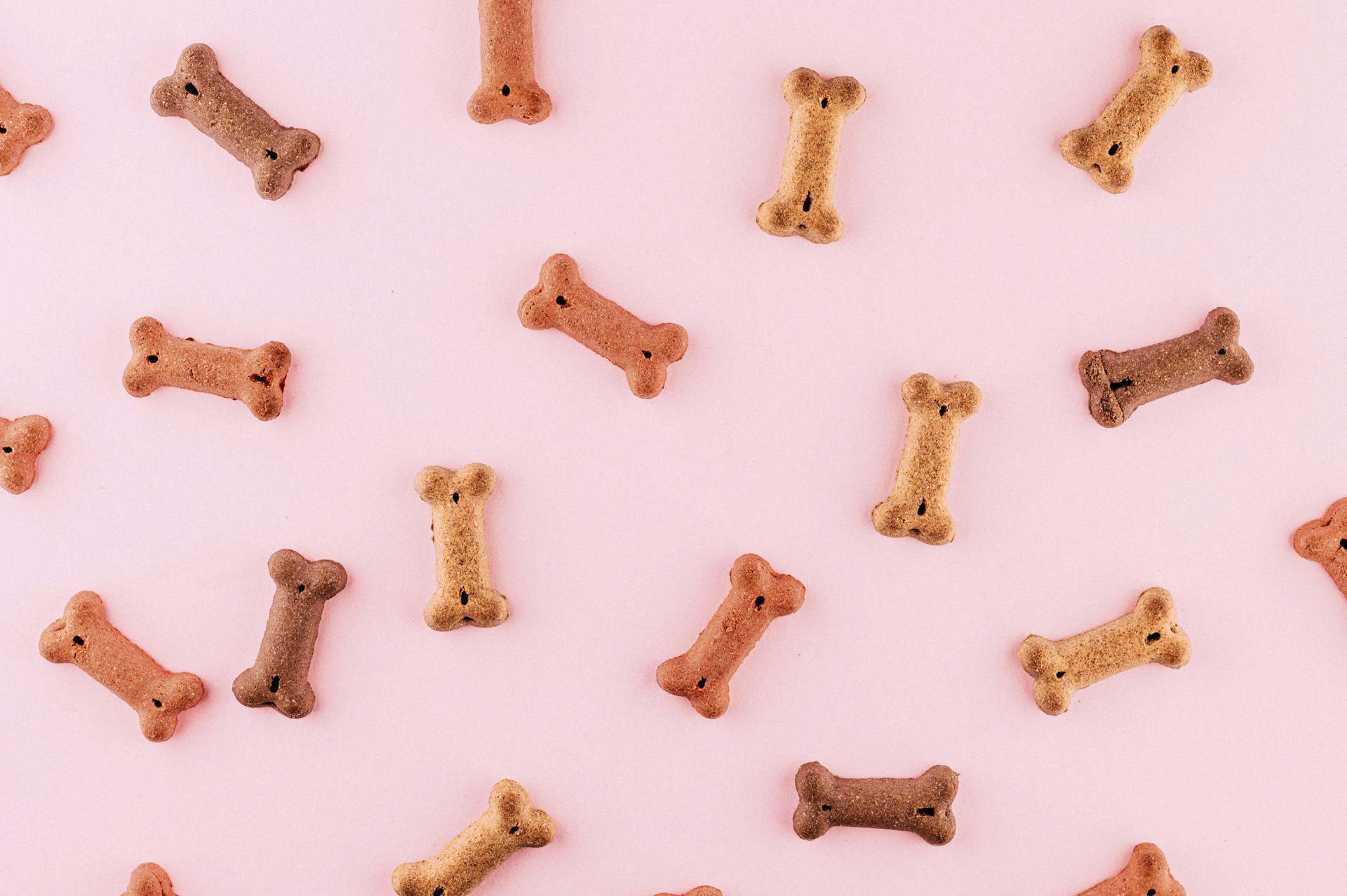 Choosing The Right Food For Your Pups